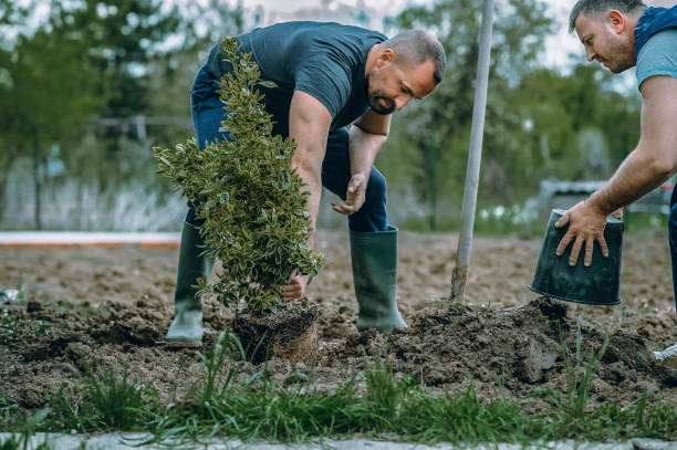 How Our Tree Care Process Works  in  Carlton, OR